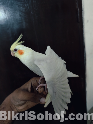 ককাটেল